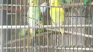 Yellow vreen parrot