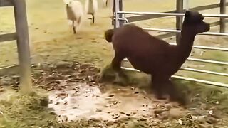 The last Llama really said ""watch this ????❤️