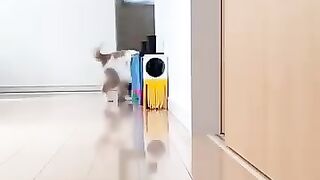 kumpulan Kucing Random