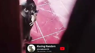 Kumpulan Kucing Random