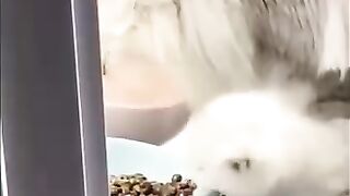 kumpulan Kucing Random