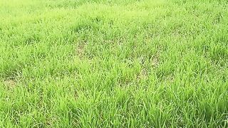 Agricultural video