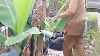 Short banana harvest