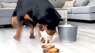 Chihuahua Vs. Rottweiler