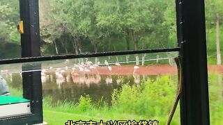 A tiger that just loves sniffing butts