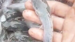 Ukuran bibit lele SAMA tapi JUMLAH /Kg nya BEDA❗Ternyata ini PENYEBABNYA