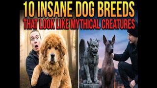 10 Insane Dog Breeds That Look Like Mythical Creatures