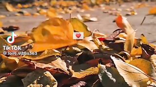 Beautiful Song