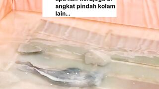 Mijahkan lele itu MUDAH yang sulit itu❓