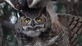 The owl is a symbol of wisdom