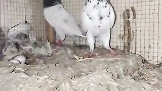 Kaboozar cage