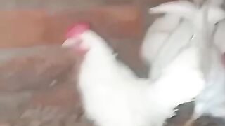 Chicken was