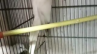 Two three chicken