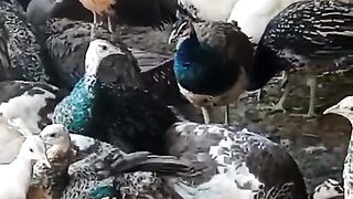 peacock chicken