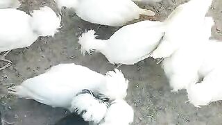 Polish chicken