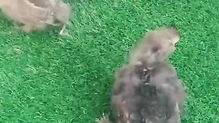 Grass green