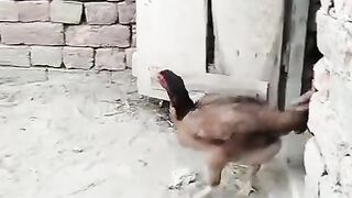 What a chicken