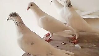 Too many birds