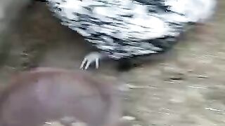 Tail of chicken
