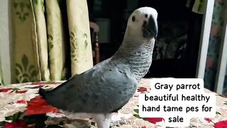 Gray parrot