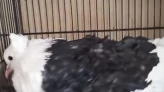 Nice pigeon