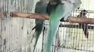 Green parrot two