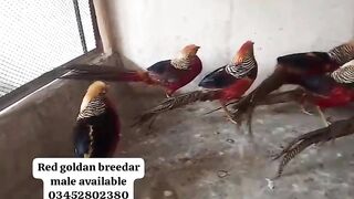 Fancy birds ll birds
