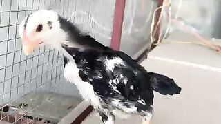 Chicken child