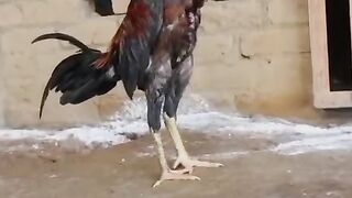 The standing chicken