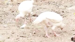 Ten chicken