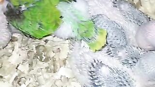 Son of parrot