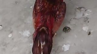 Chicken shorba