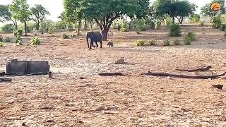 Mother Elephant Twin to Save the Other from Lions.mp4.2026