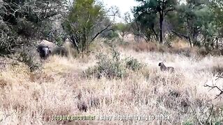 leopard encounter baby elephant attack.mp4.2026