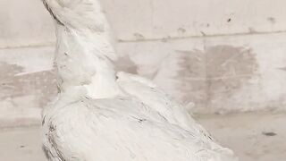 White margan