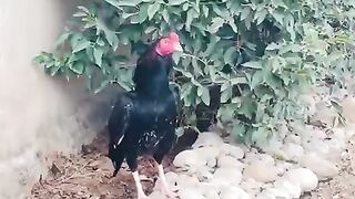 Green plant chicken