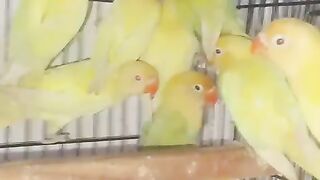 Yellow eyes