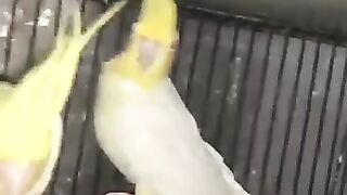 Parrot cocktail ll