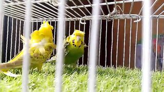Budgies