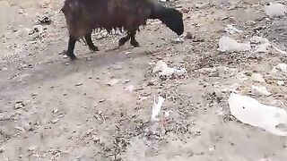 Bakri not