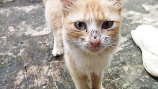 Crazy cat hungry