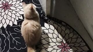 Crazy oyen