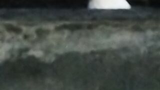 Wild cat
