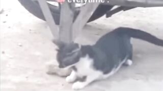 Kumpulan Kucing Random