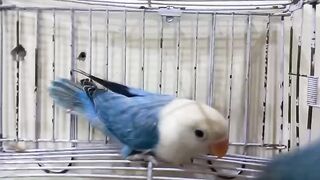 Bluish parrot roaming