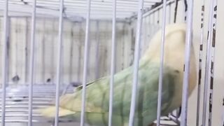 Greenish parrot