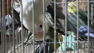 Parrots in cage