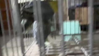 Caged parrots ll