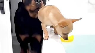 Chihuahua Vs. Rottweiler