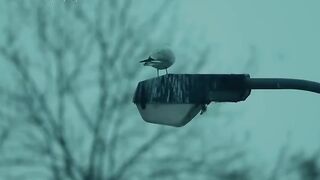 للتَخليد ????